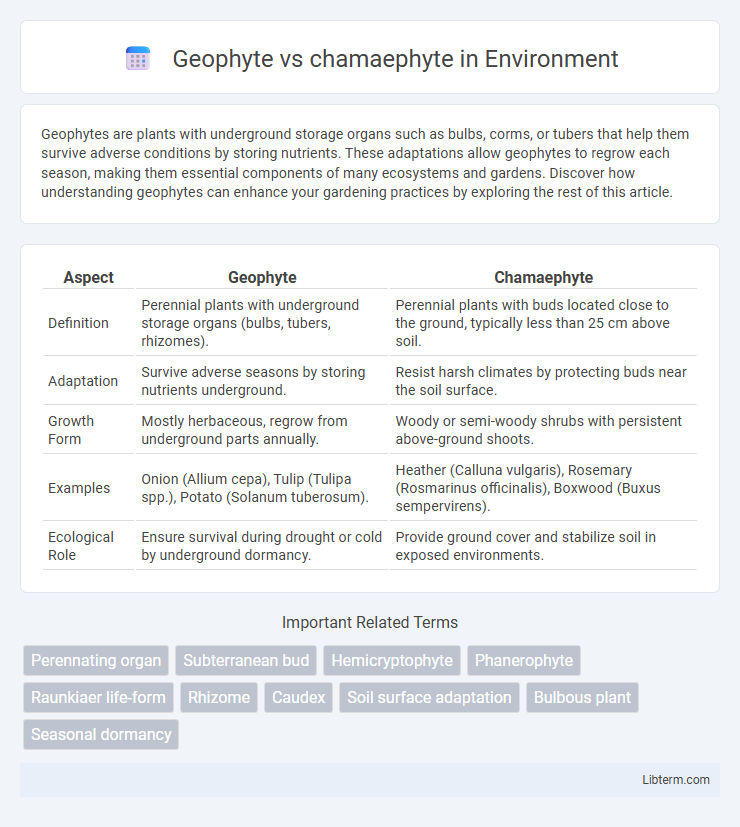 chamaephyte vs Geophyte in Environment - What is The Difference?