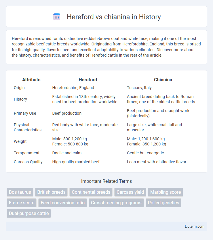 chianina vs Hereford in History - What is The Difference?