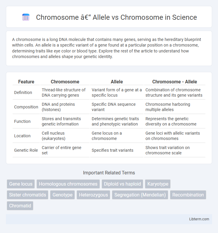 Chromosome vs Chromosome – Allele in Science - What is The Difference?