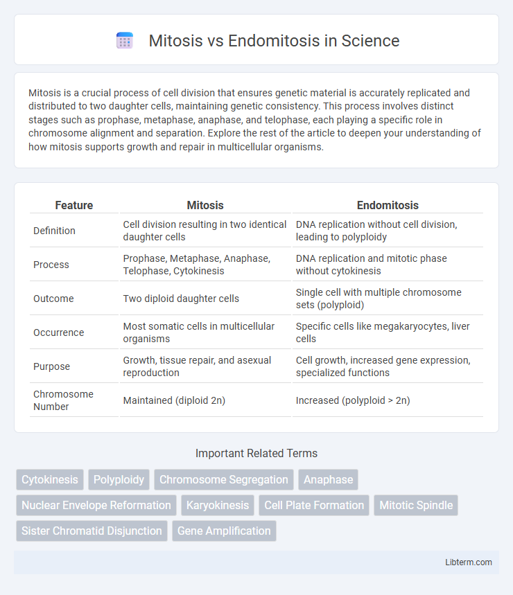 Endomitosis vs Mitosis in Science - What is The Difference?