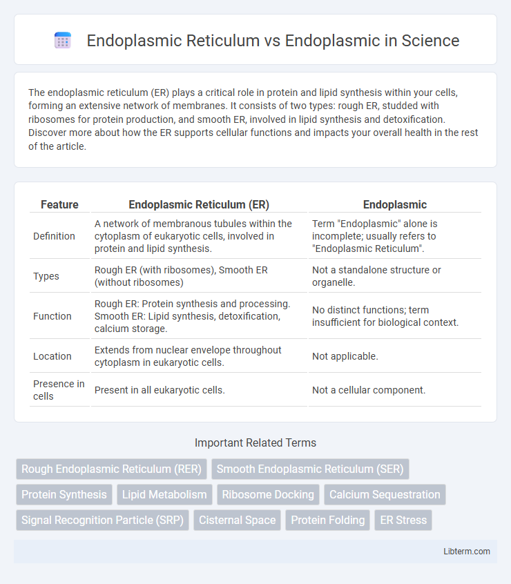 Endoplasmic vs Endoplasmic Reticulum in Science - What is The Difference?