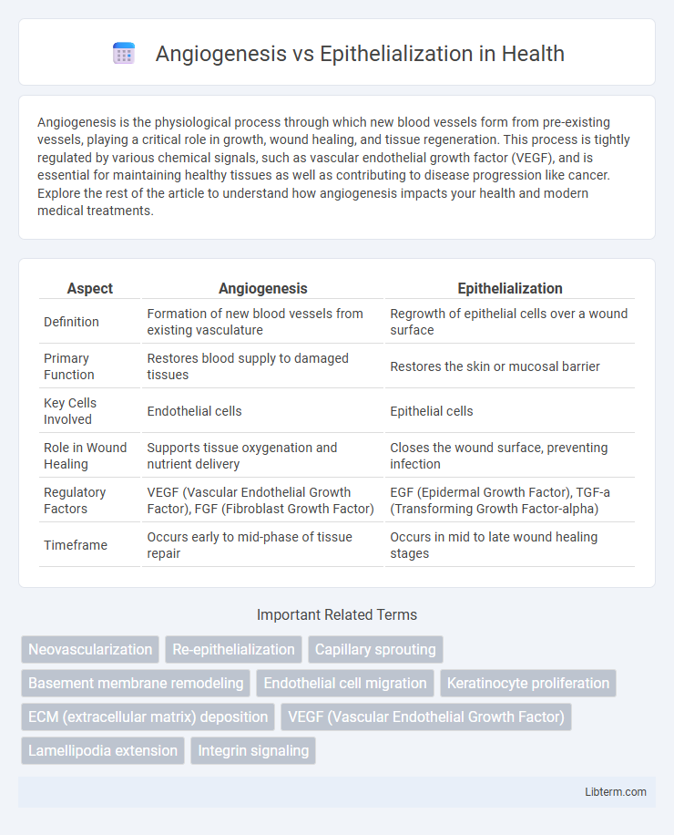 Epithelialization vs Angiogenesis in Health - What is The Difference?