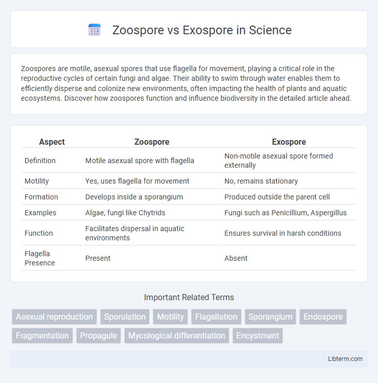 Exospore vs Zoospore in Science - What is The Difference?