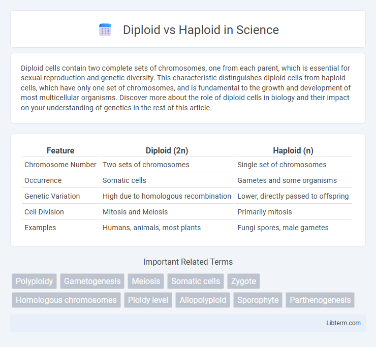 Haploid vs Diploid in Science - What is The Difference?