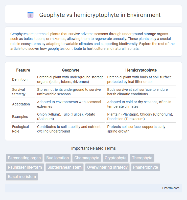 hemicryptophyte vs Geophyte in Environment - What is The Difference?