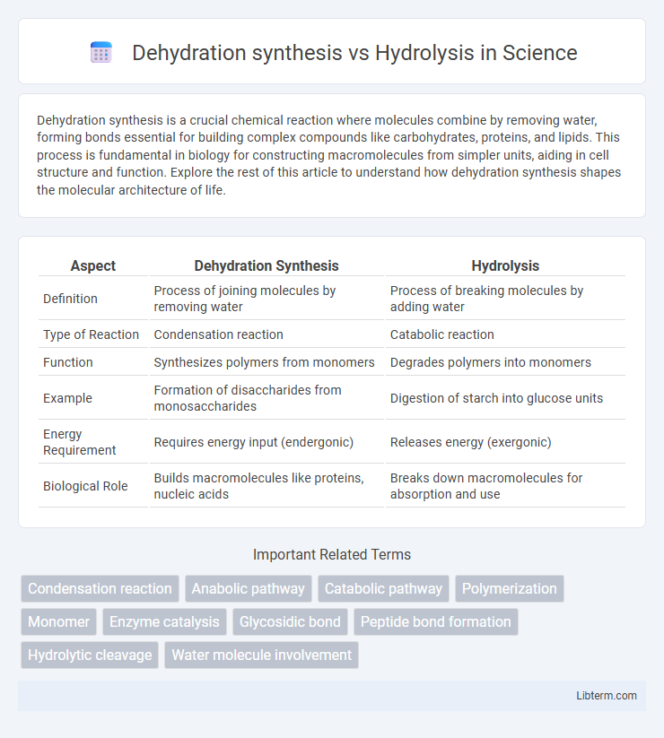 Hydrolysis vs Dehydration synthesis in Science - What is The Difference?