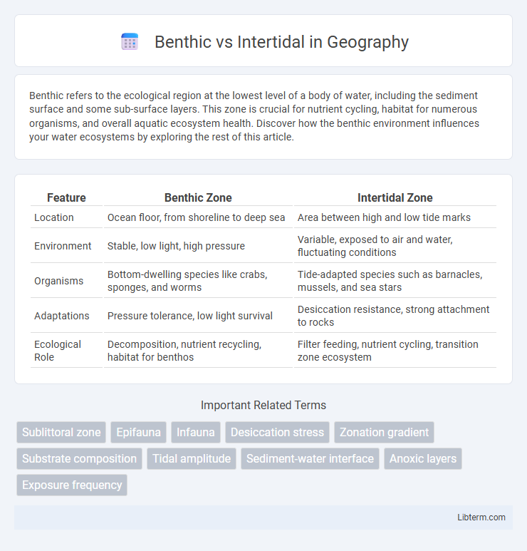 Intertidal vs Benthic in Geography - What is The Difference?