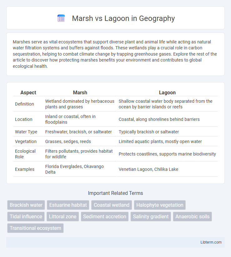 Lagoon vs Marsh in Geography - What is The Difference?