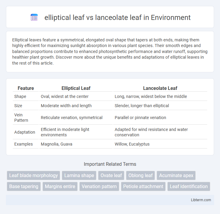 lanceolate leaf vs elliptical leaf in Environment - What is The Difference?