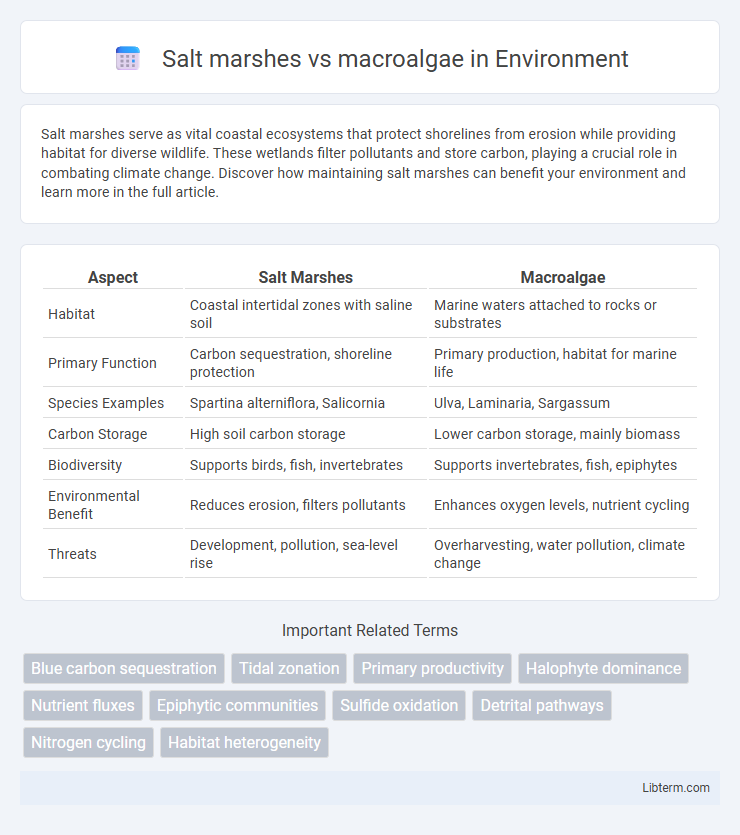 macroalgae vs Salt marshes in Environment - What is The Difference?