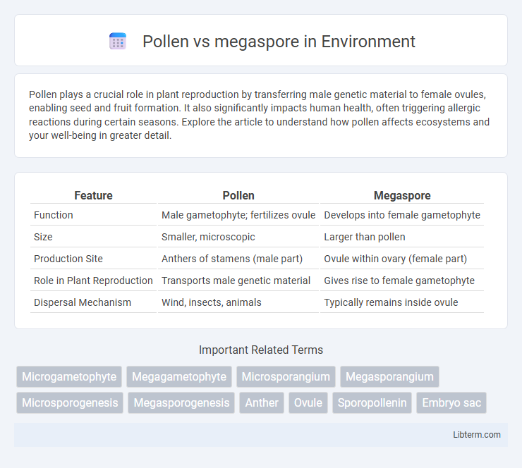 megaspore vs Pollen in Environment - What is The Difference?