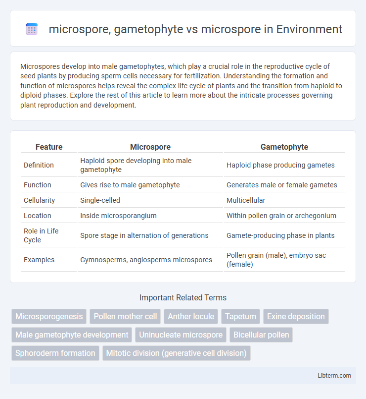 microspore vs microspore, gametophyte in Environment - What is The Difference?