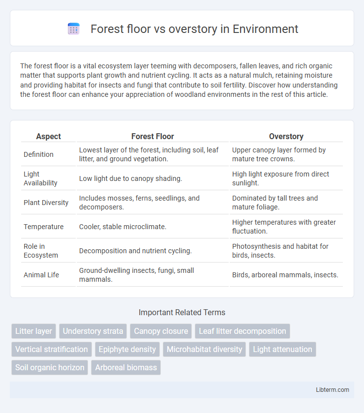 overstory vs Forest floor in Environment - What is The Difference?