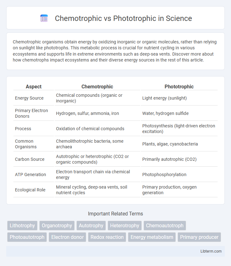Phototrophic vs Chemotrophic in Science - What is The Difference?
