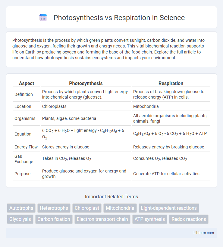 Respiration vs Photosynthesis in Science - What is The Difference?