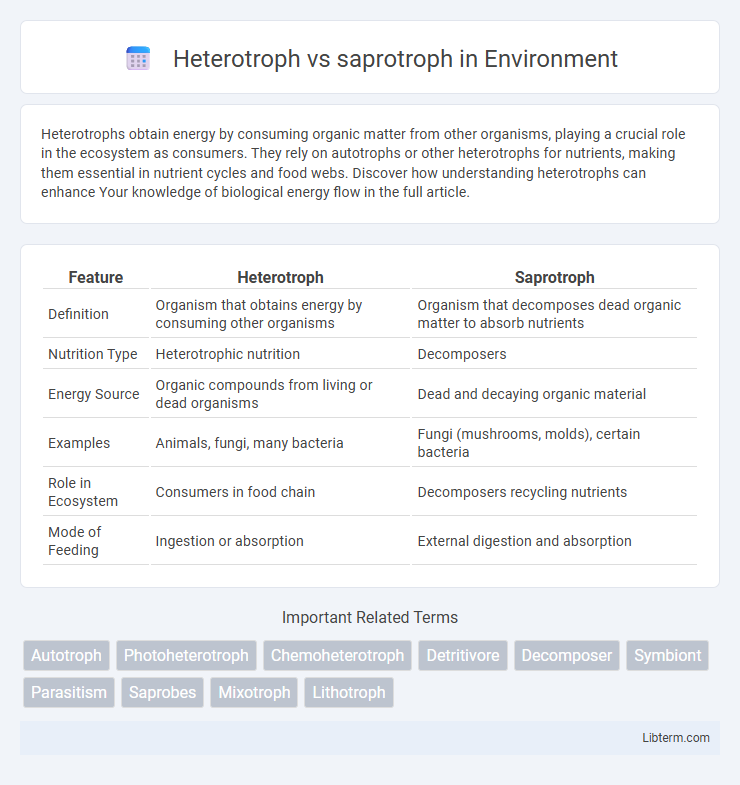 saprotroph vs Heterotroph in Environment - What is The Difference?