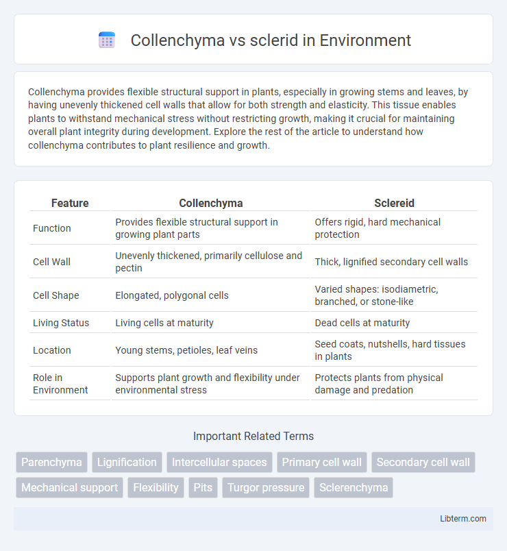 sclerid vs Collenchyma in Environment - What is The Difference?