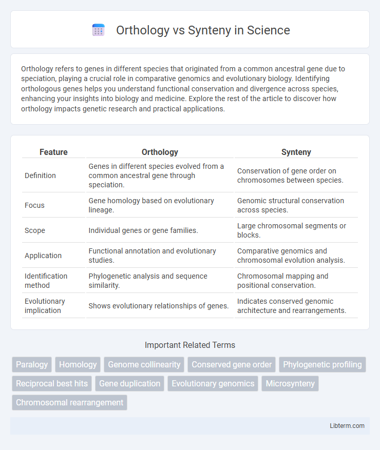 Synteny vs Orthology in Science - What is The Difference?