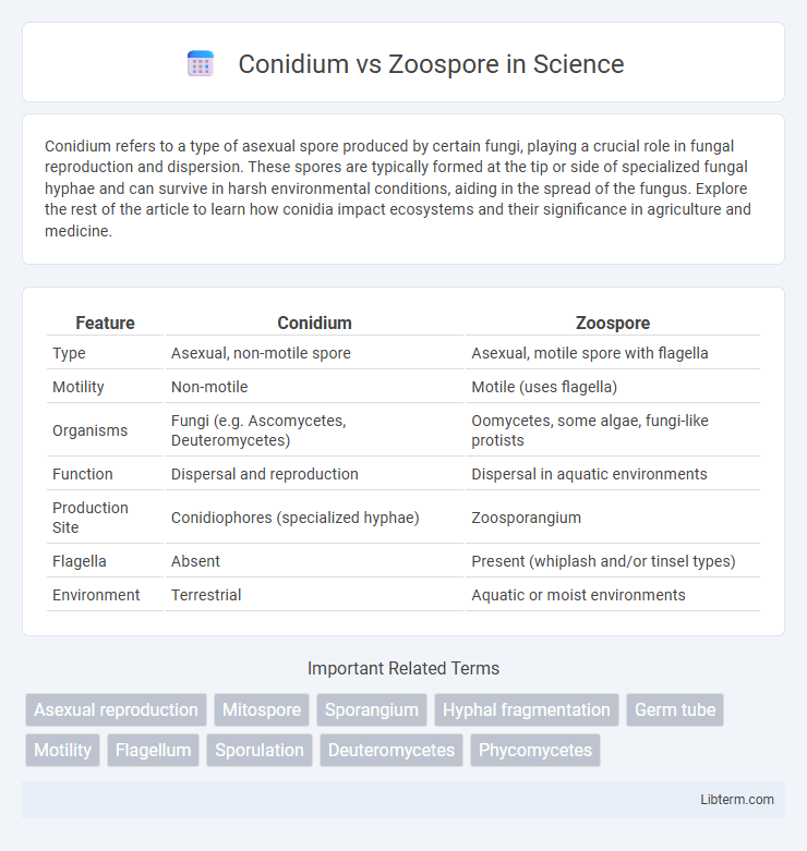 Zoospore vs Conidium in Science - What is The Difference?