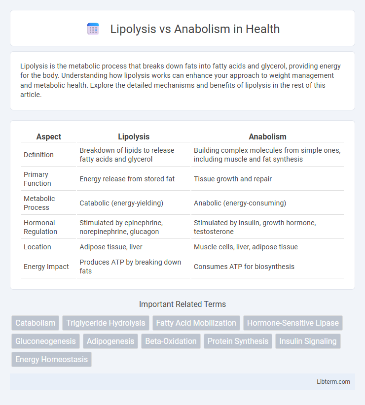 Anabolism vs Lipolysis in Health - What is The Difference?