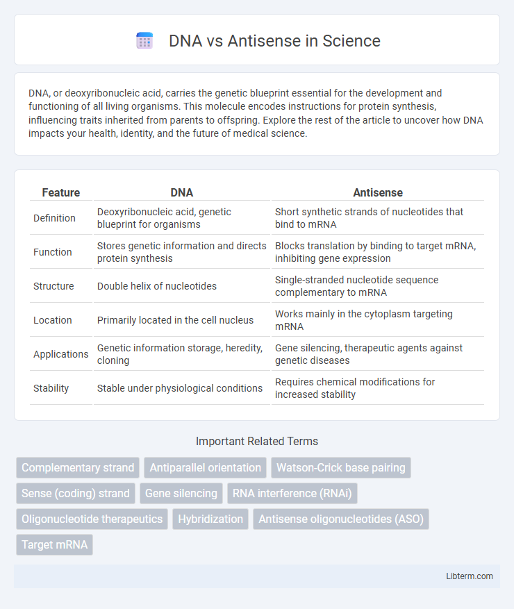 Antisense vs DNA in Science - What is The Difference?