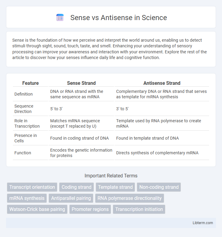 Antisense vs Sense in Science - What is The Difference?