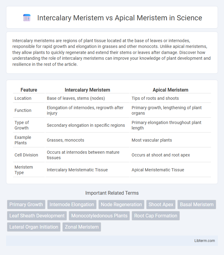 Apical Meristem vs Intercalary Meristem in Science - What is The Difference?
