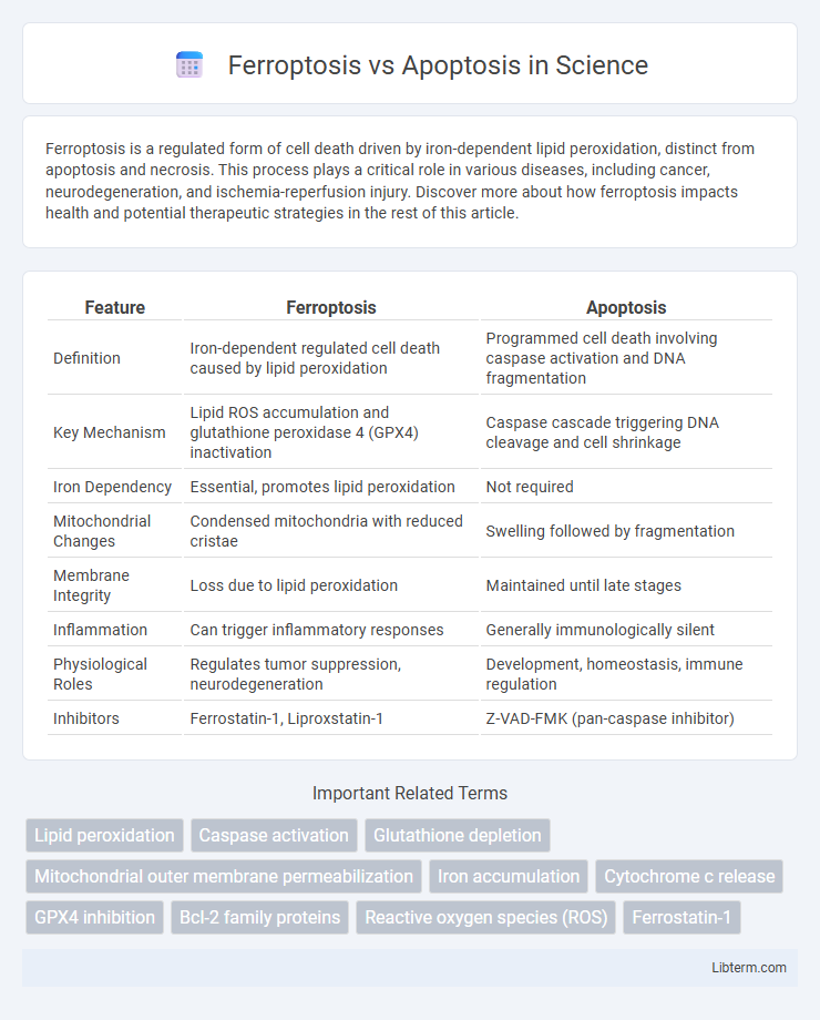 Apoptosis vs Ferroptosis in Science - What is The Difference?