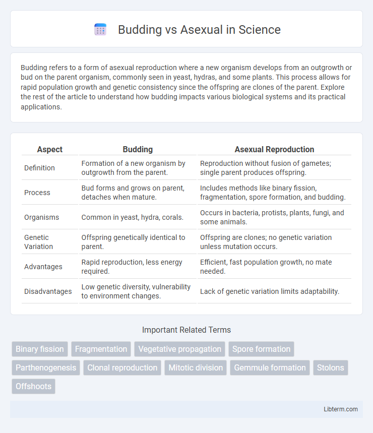 Asexual vs Budding in Science - What is The Difference?