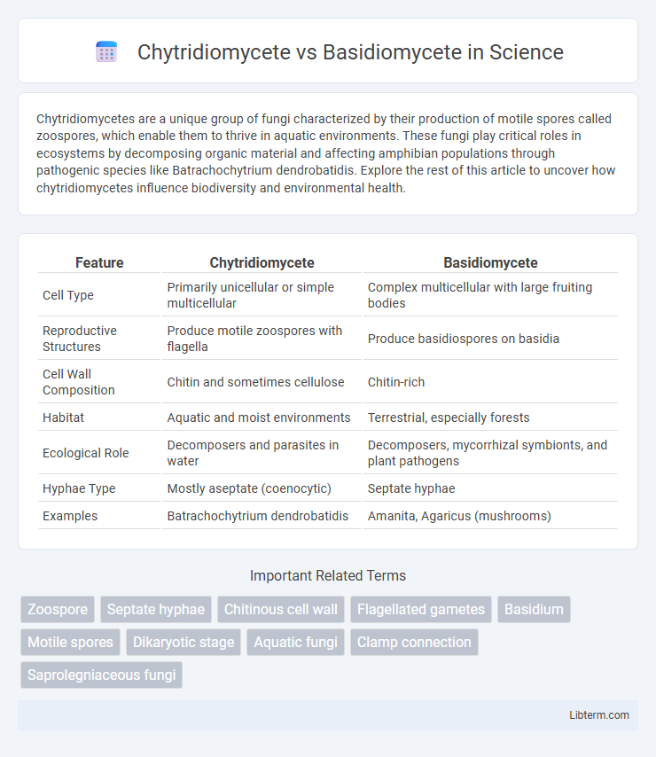 Basidiomycete vs Chytridiomycete in Science - What is The Difference?