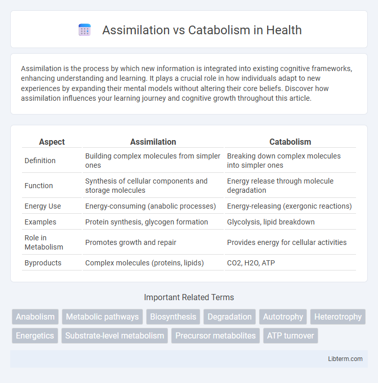 Catabolism vs Assimilation in Health - What is The Difference?