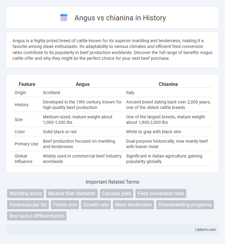 chianina vs Angus in History - What is The Difference?