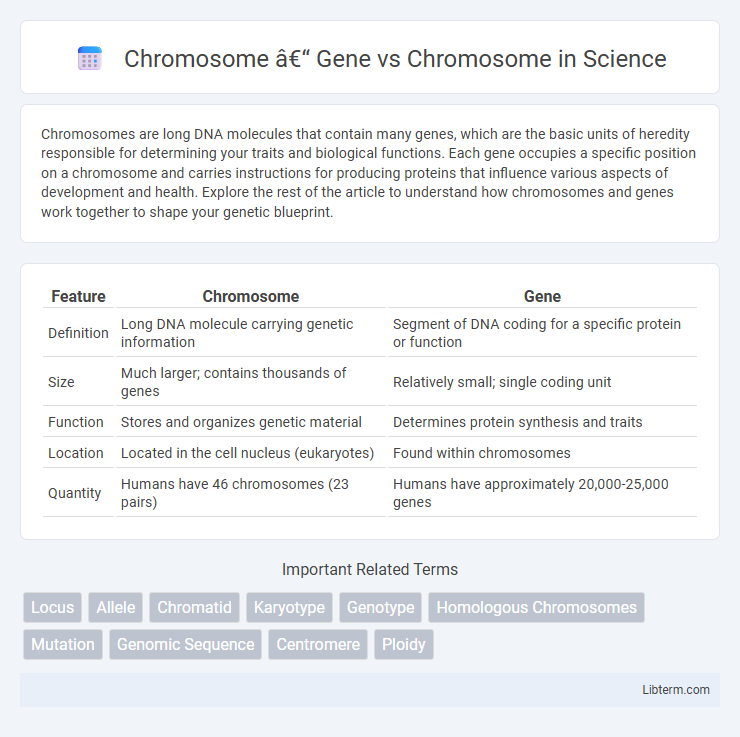 Chromosome vs Chromosome – Gene in Science - What is The Difference?
