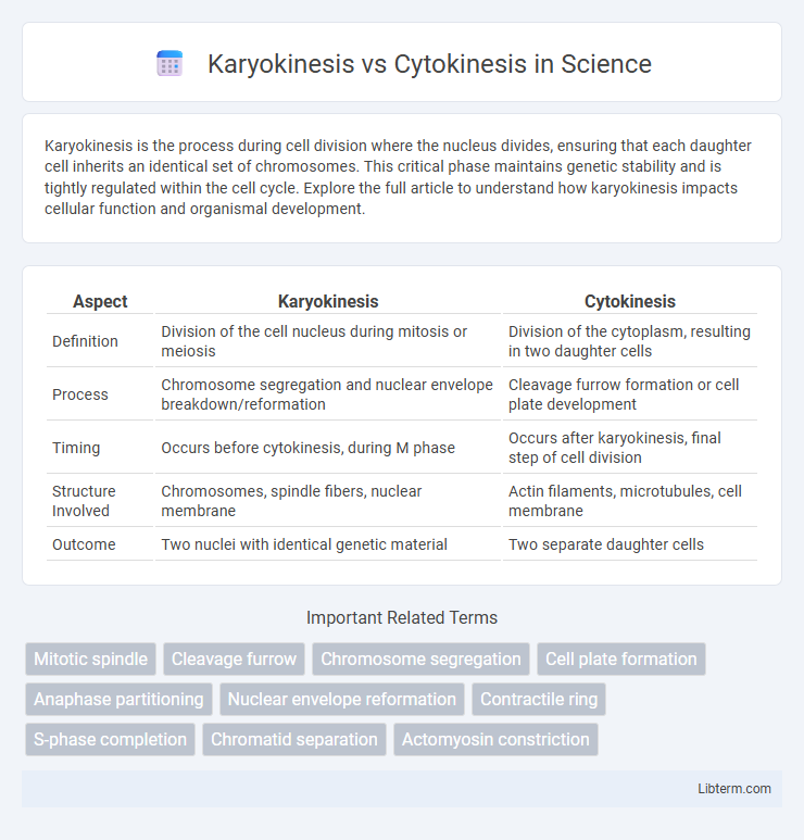 Cytokinesis vs Karyokinesis in Science - What is The Difference?