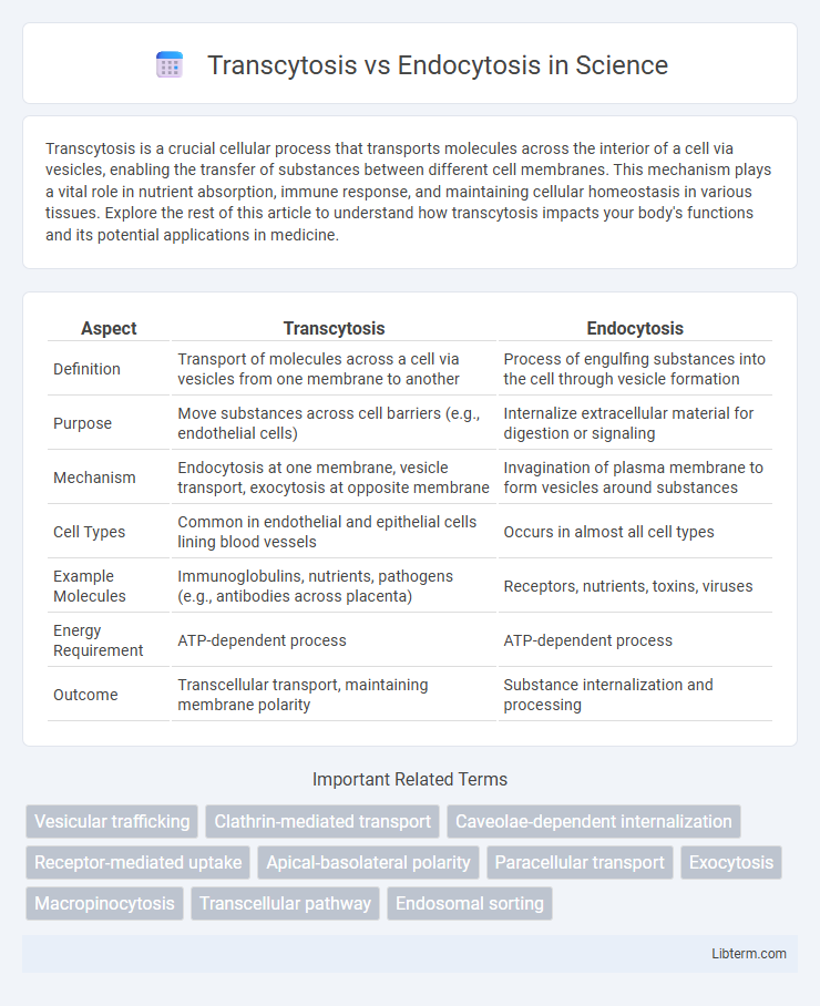 Endocytosis vs Transcytosis in Science - What is The Difference?