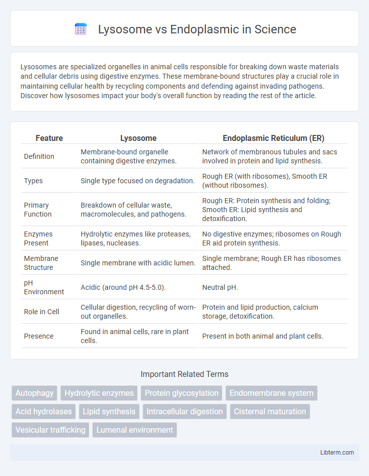 Endoplasmic vs Lysosome in Science - What is The Difference?