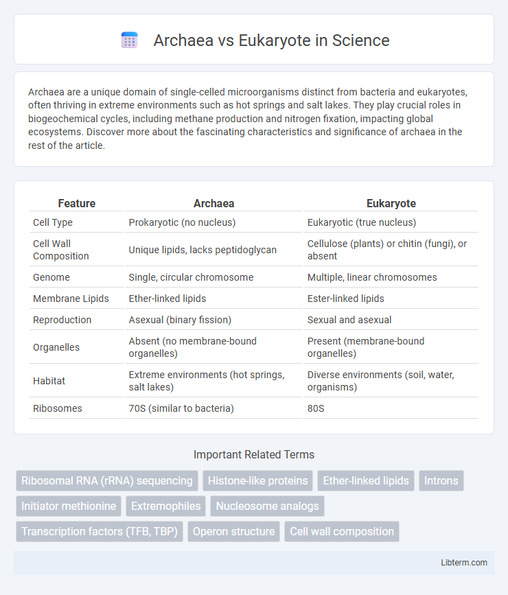Eukaryote vs Archaea in Science - What is The Difference?