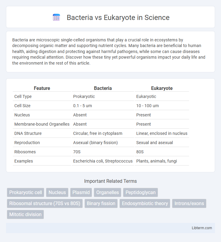Eukaryote vs Bacteria in Science - What is The Difference?