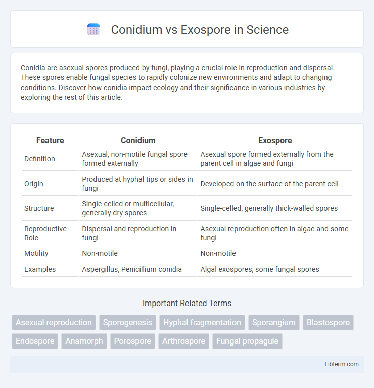 Exospore vs Conidium in Science - What is The Difference?