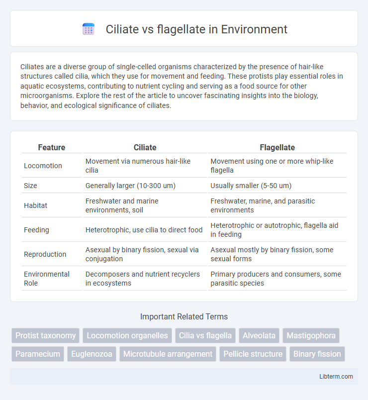 flagellate vs Ciliate in Environment - What is The Difference?