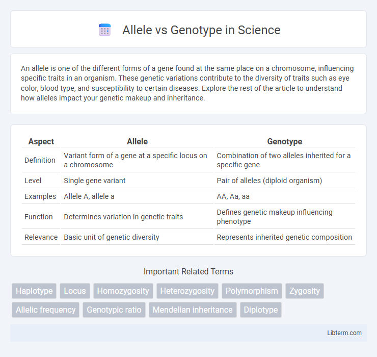 Genotype vs Allele in Science - What is The Difference?