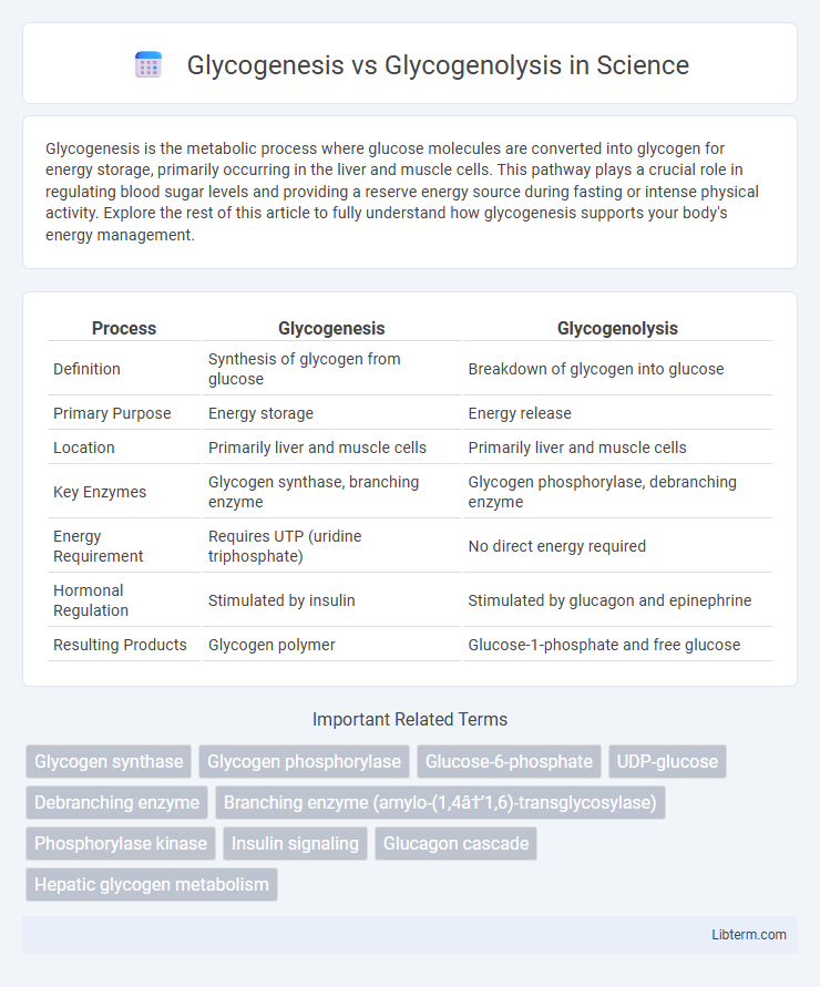 Glycogenolysis vs Glycogenesis in Science - What is The Difference?