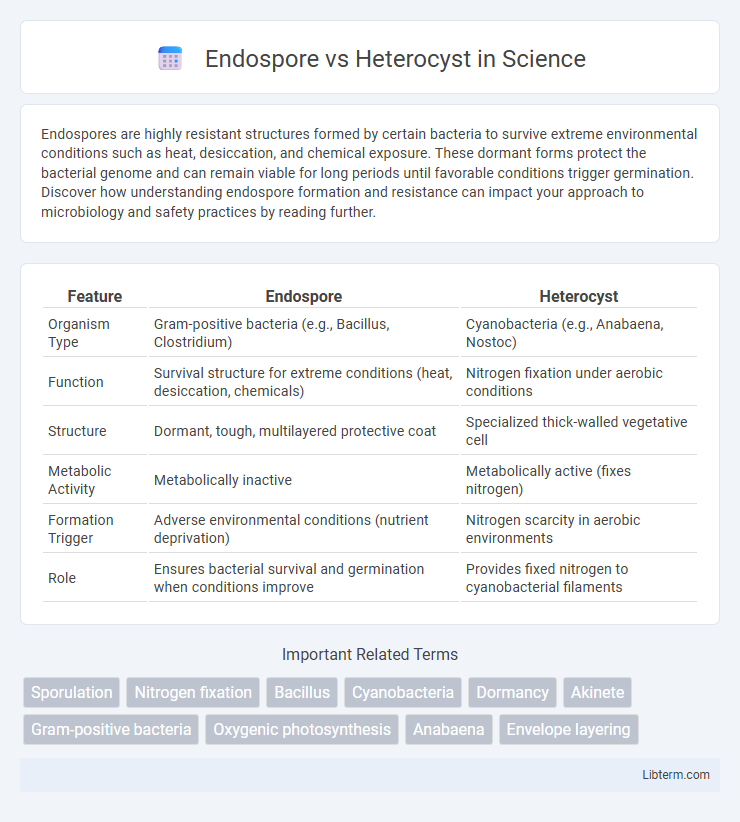Heterocyst vs Endospore in Science - What is The Difference?