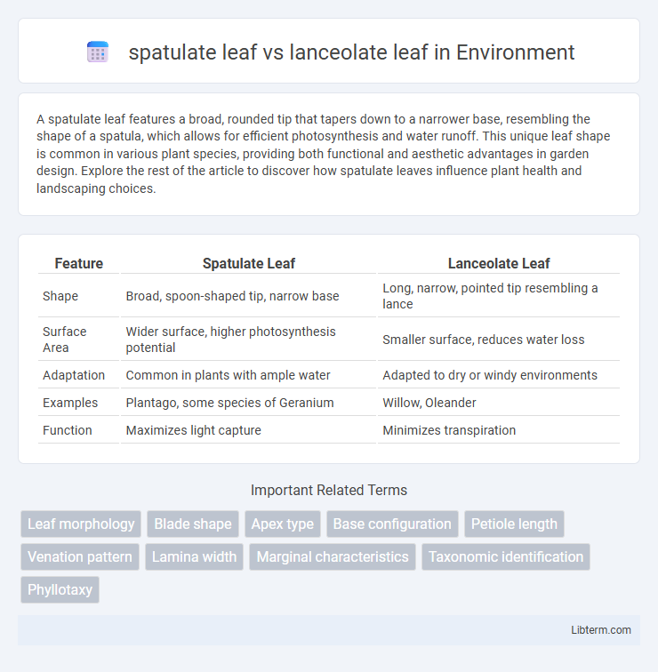 lanceolate leaf vs spatulate leaf in Environment - What is The Difference?