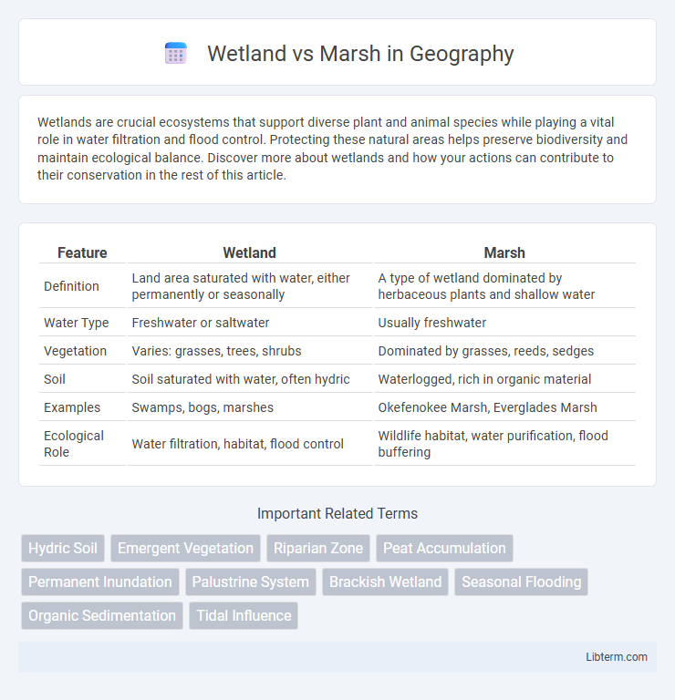 Marsh vs Wetland in Geography - What is The Difference?