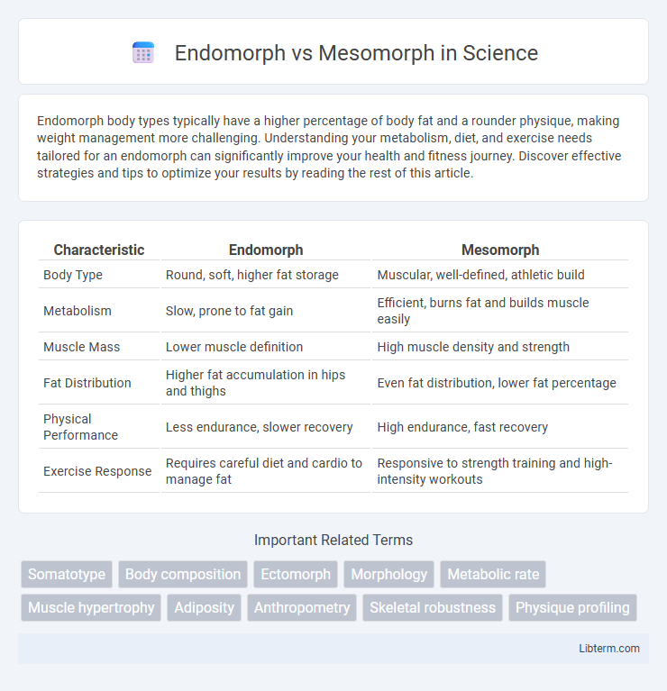 Mesomorph vs Endomorph in Science - What is The Difference?