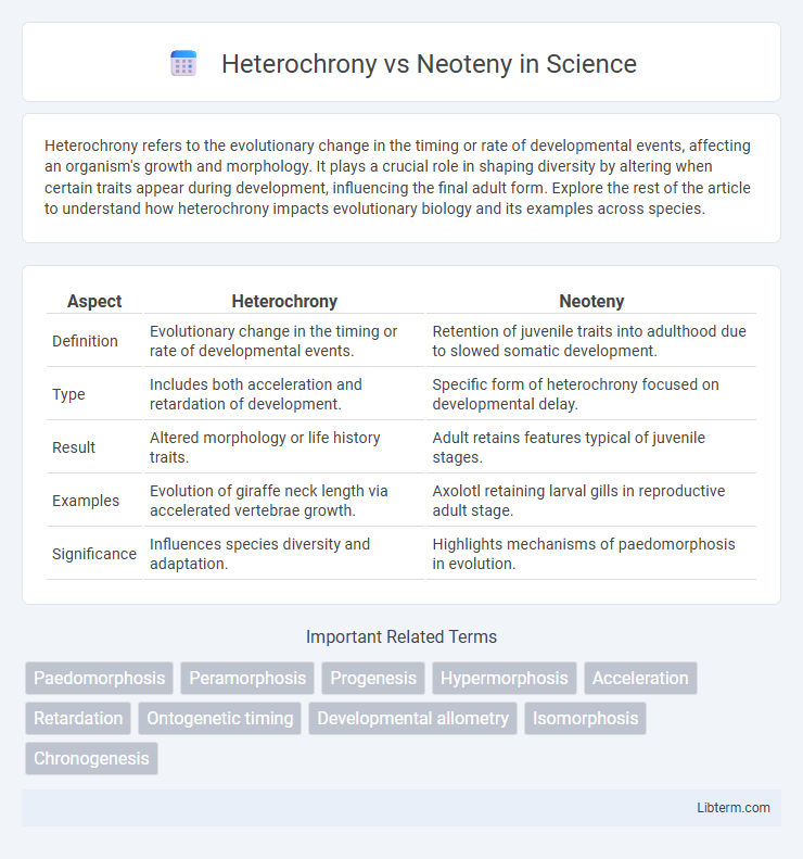 Neoteny vs Heterochrony in Science - What is The Difference?