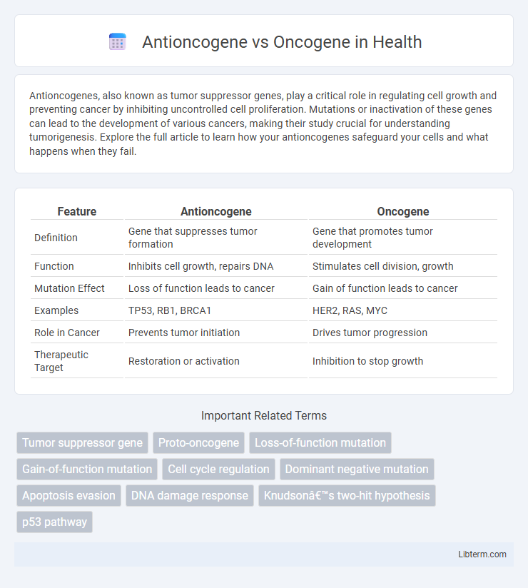 Oncogene vs Antioncogene in Health - What is The Difference?