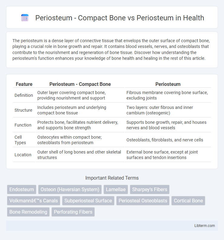 Periosteum vs Periosteum - Compact Bone in Health - What is The Difference?