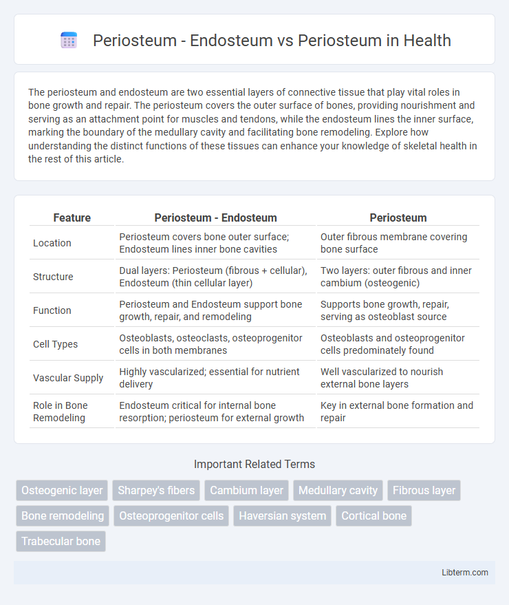 Periosteum vs Periosteum - Endosteum in Health - What is The Difference?